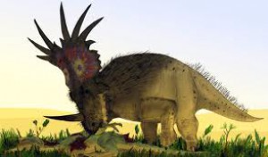 styracosaurus3.jpg